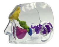 Clear Sinus Model Pharmaceutical and Anatomical Model Gifts